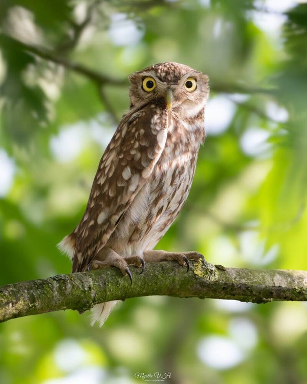 Little owl - steenuil