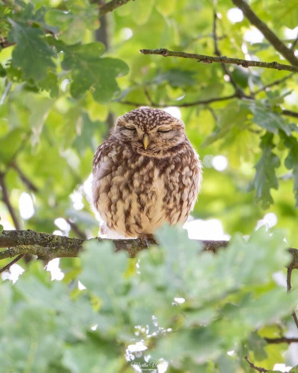Little owl - steenuil