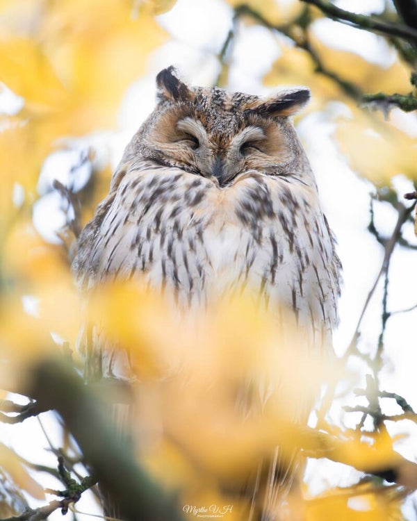 Long-eared owl - ransuil