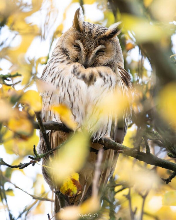 Long-eared owl - ransuil