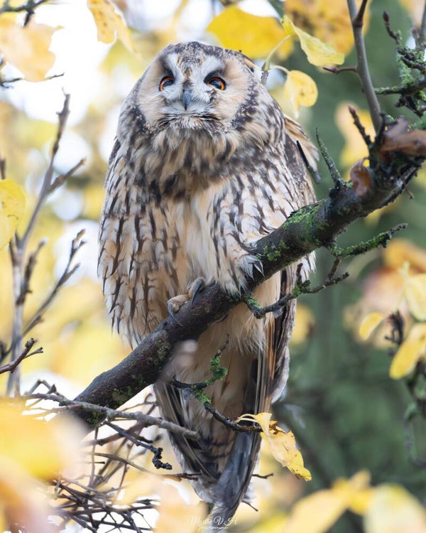 Long-eared owl - ransuil