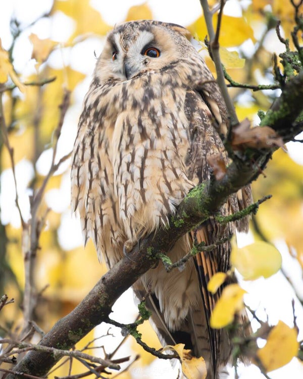 Long-eared owl - ransuil