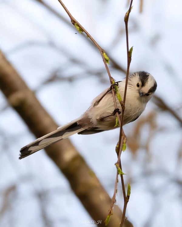 Long-tailed tit - staartmees
