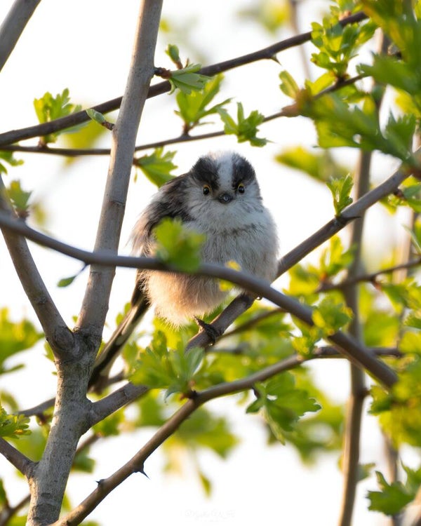 Long-tailed tit - staartmees
