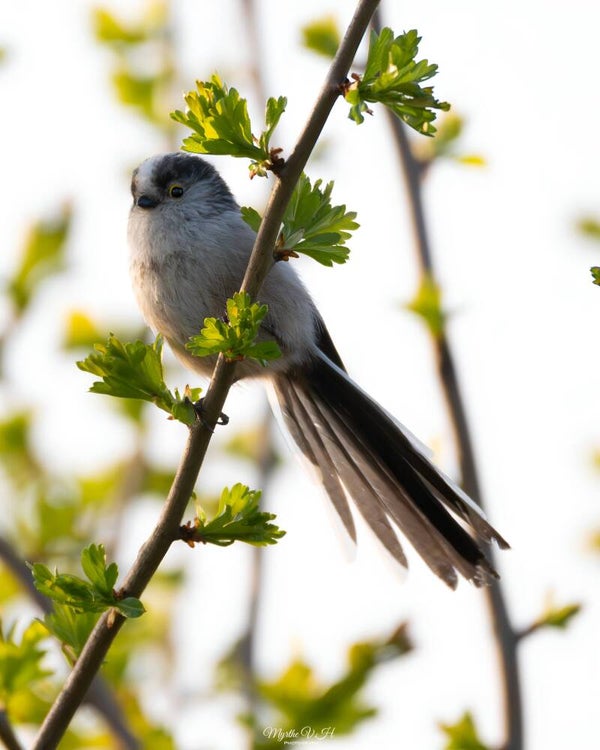 Long-tailed tit - staartmees