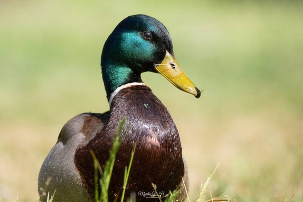Mallard - wilde eend