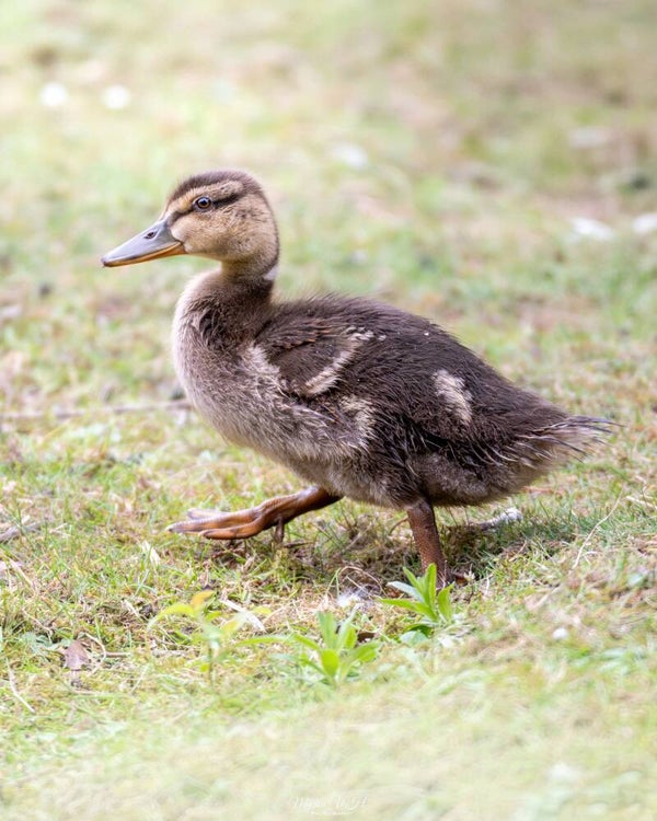 Mallard - wilde eend