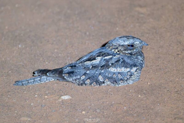 Nightjar - nachtzwaluw