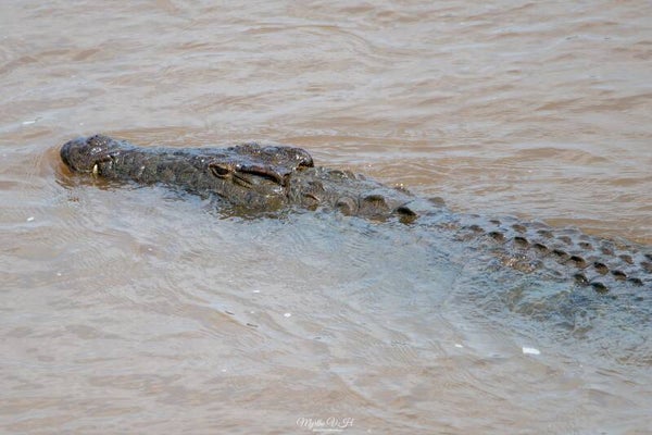 Nile crocodile - nijlkrokodil