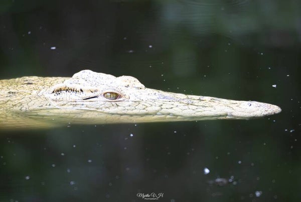 Nile crocodile - nijlkrokodil