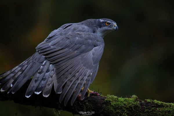 Northern goshawk - havik