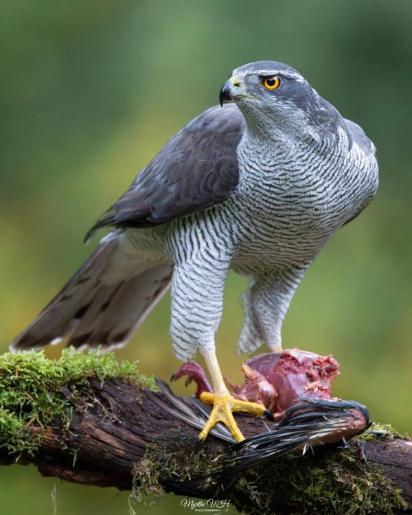 Northern goshawk - havik