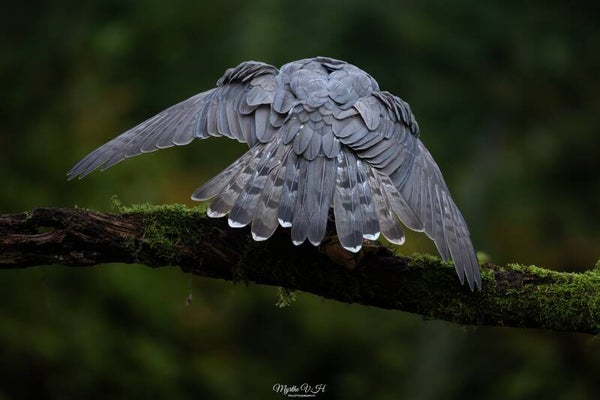 Northern goshawk - havik