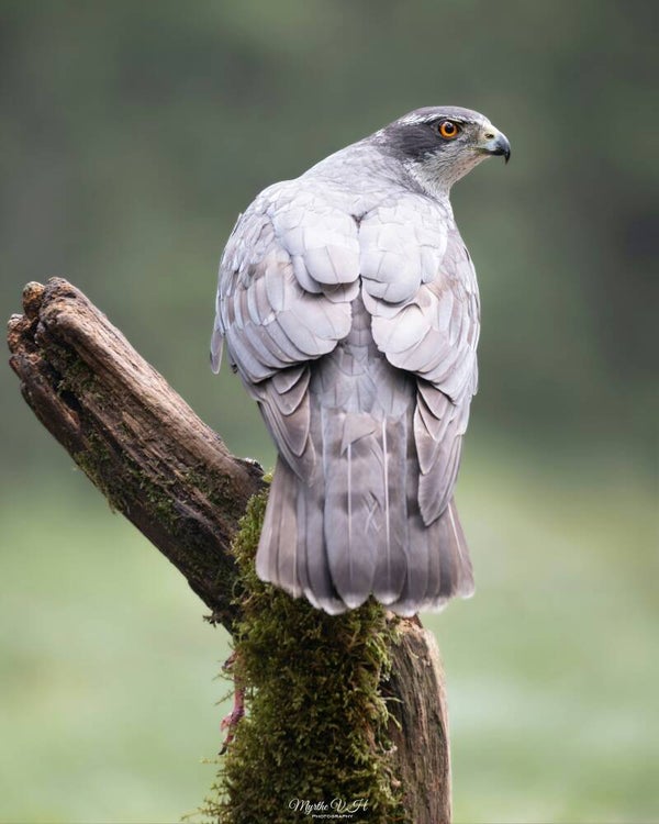 Northern goshawk - havik