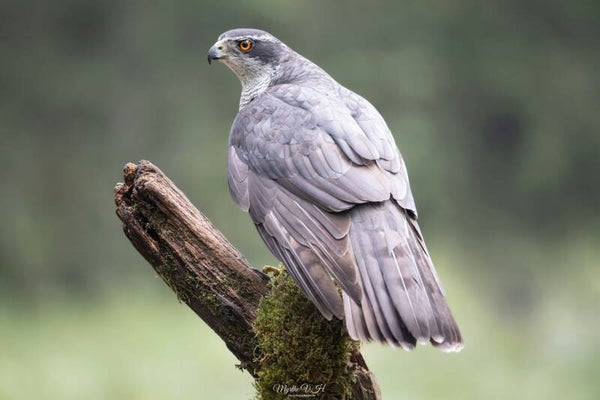 Northern goshawk - havik