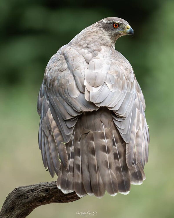 Northern goshawk - havik