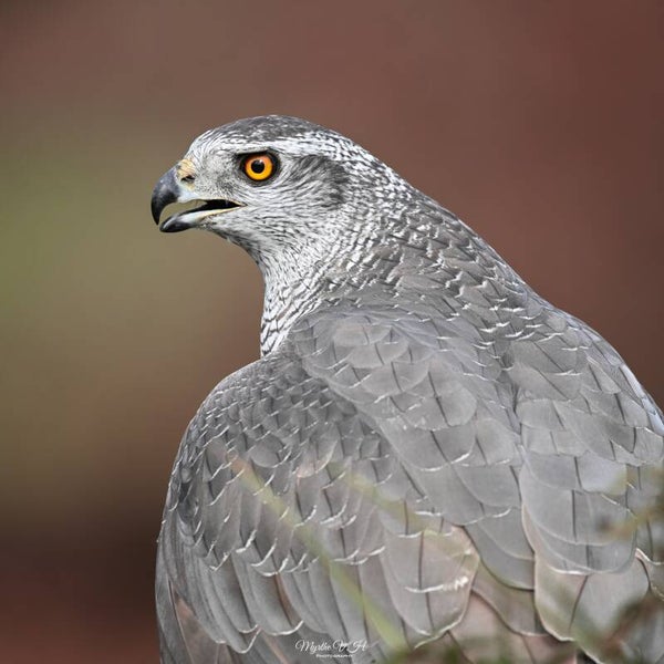 Northern goshawk - havik