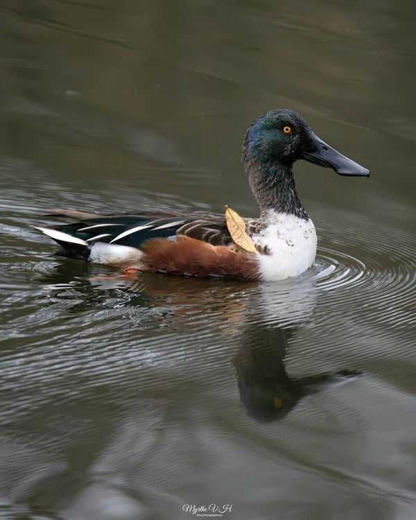 Northern shoveler - slobeend