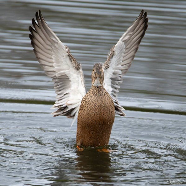 Northern shoveler - slobeend