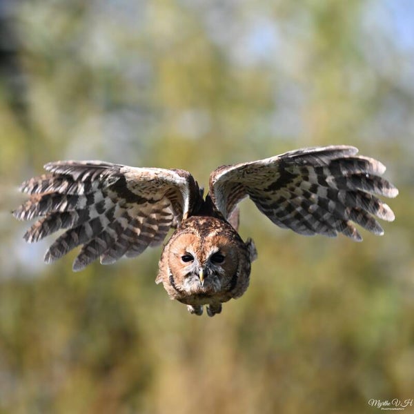 Tawny owl - Bosuil