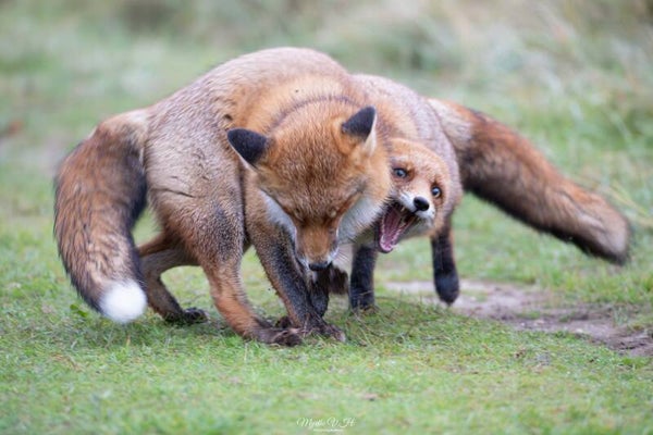 Red fox - vos