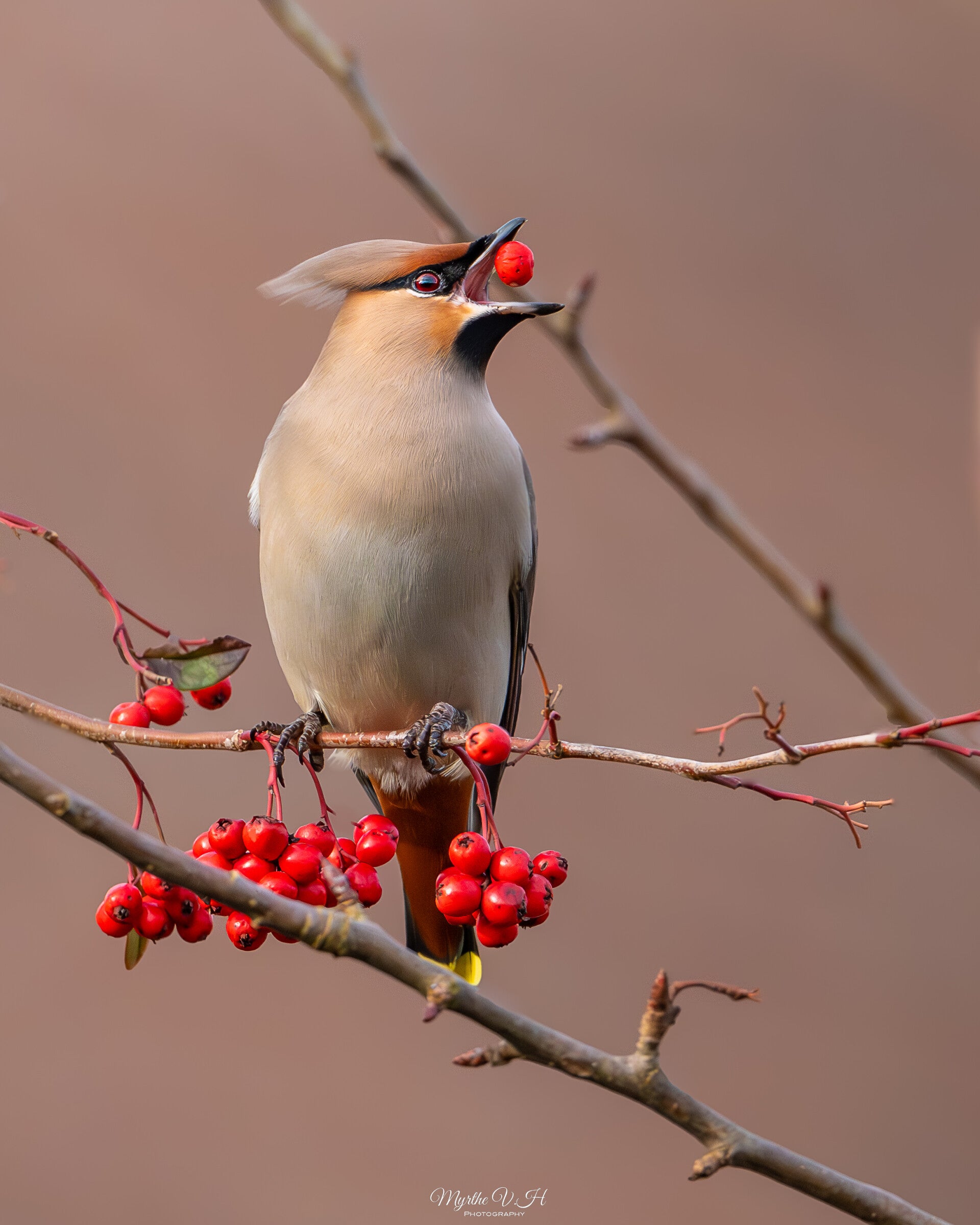 Waxwing - pestvogel