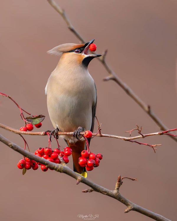Waxwing - pestvogel