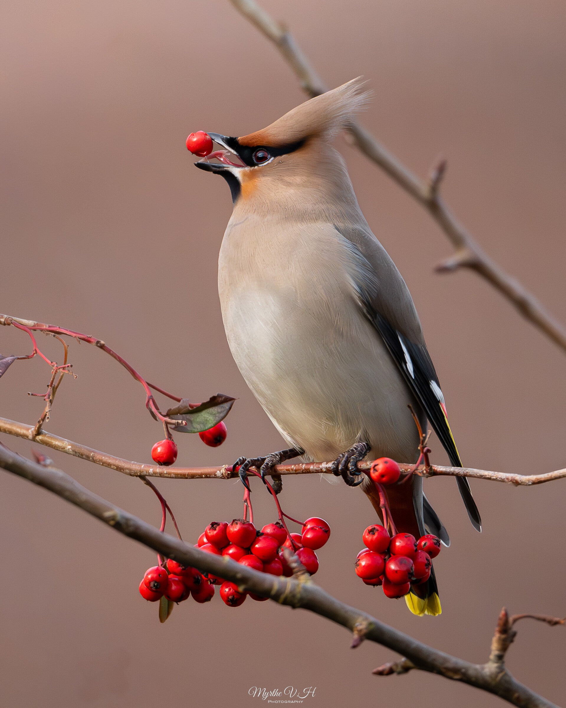 Waxwing - pestvogel