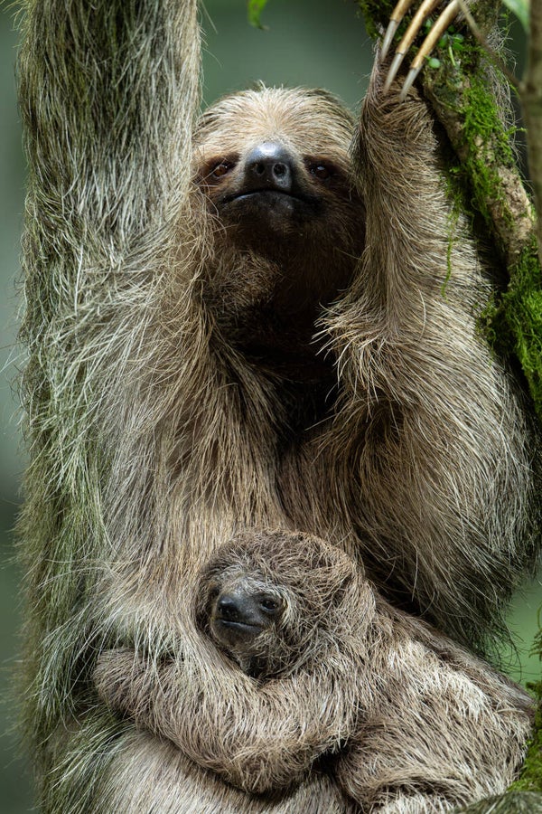 Brown-throated sloth - kapucijnluiaard