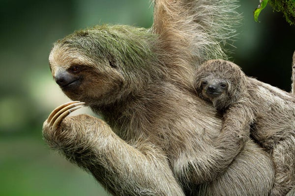 Brown-throated sloth - kapucijnluiaard
