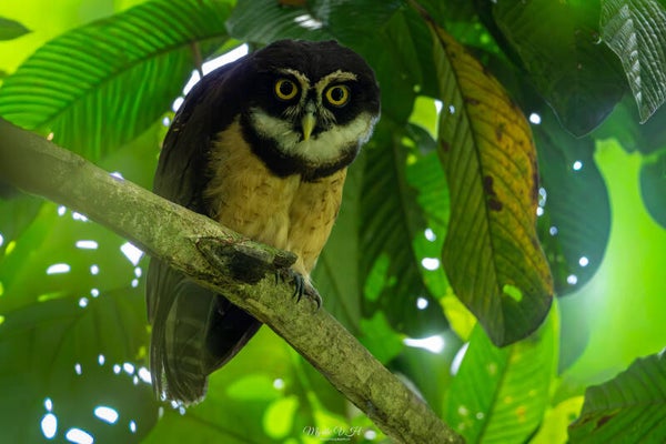 Spectacled owl - briluil