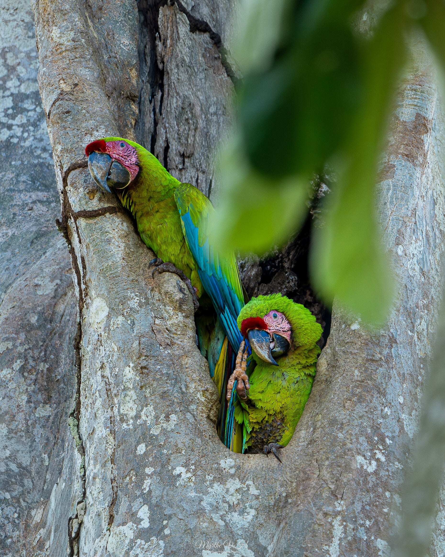 Great green macaw - buffons ara