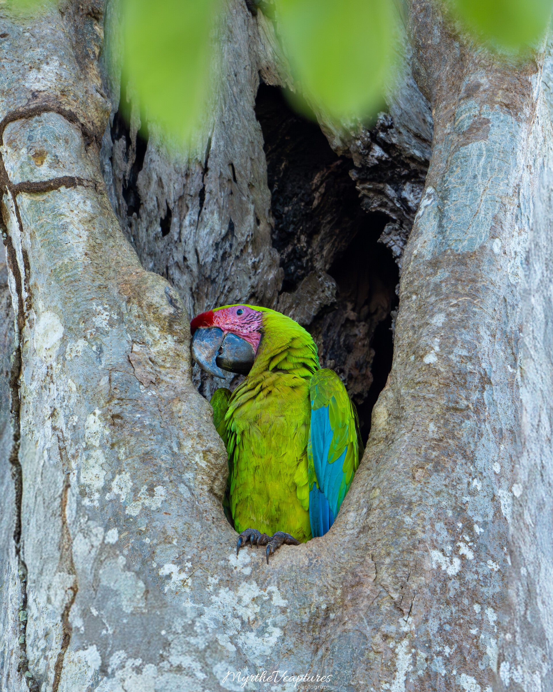 Great green macaw - buffons ara