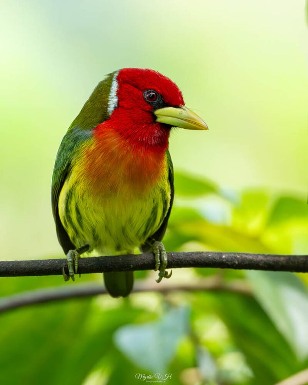 Red-headed Barbet - roodkopbaardvogel