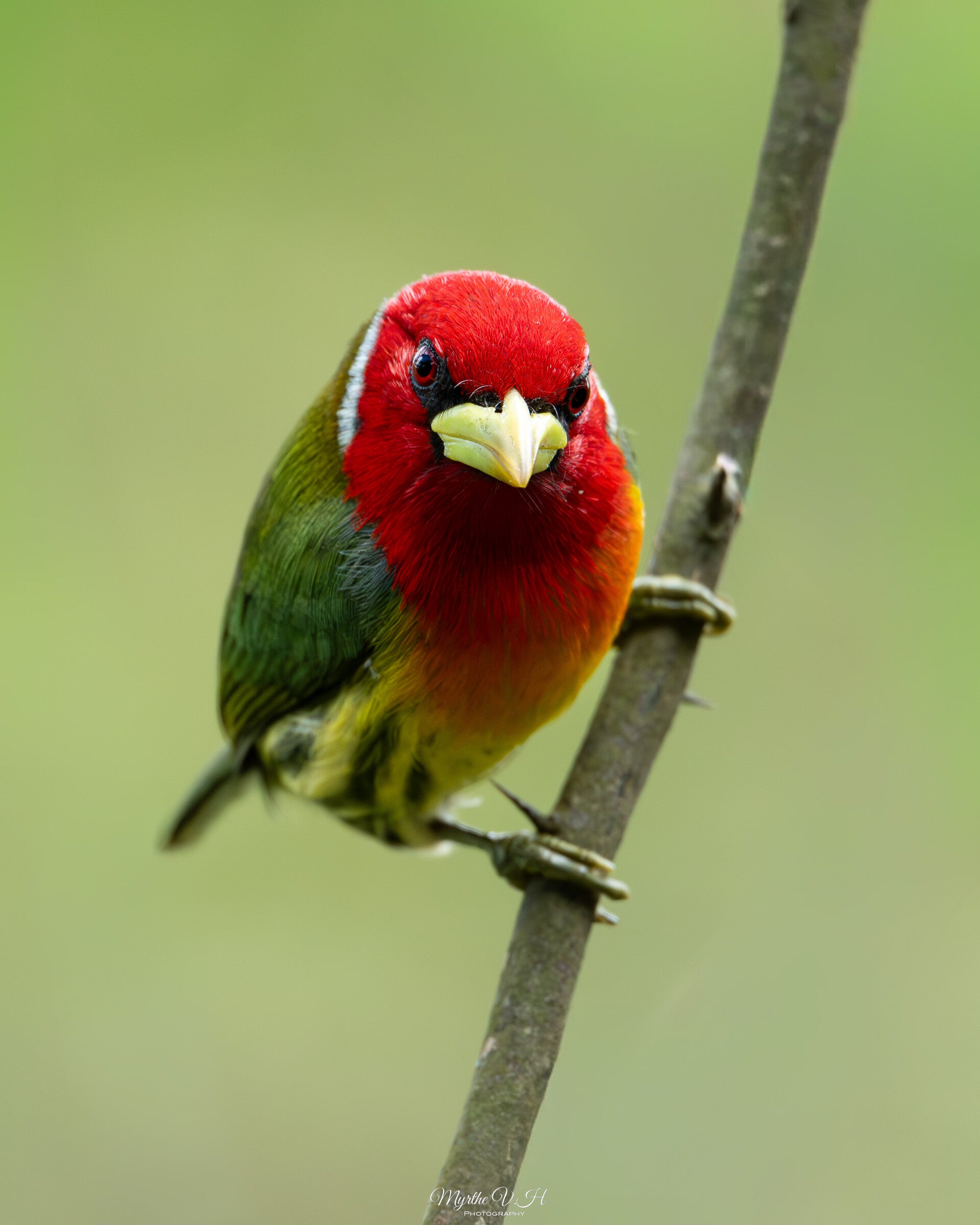 Red-headed Barbet - roodkopbaardvogel