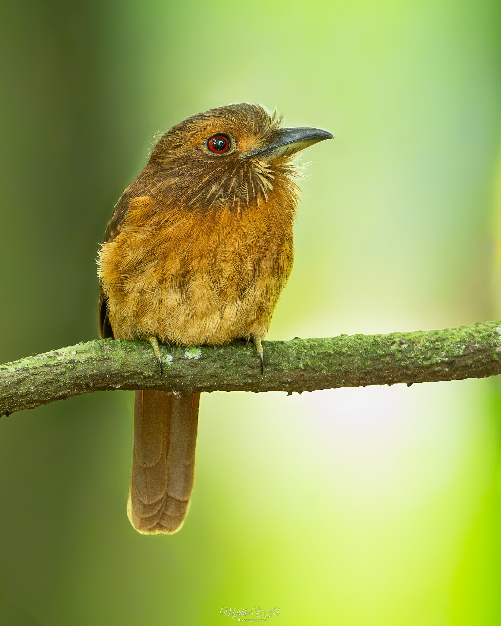 White-whiskered puffbird - witsnorbaardkoekoek