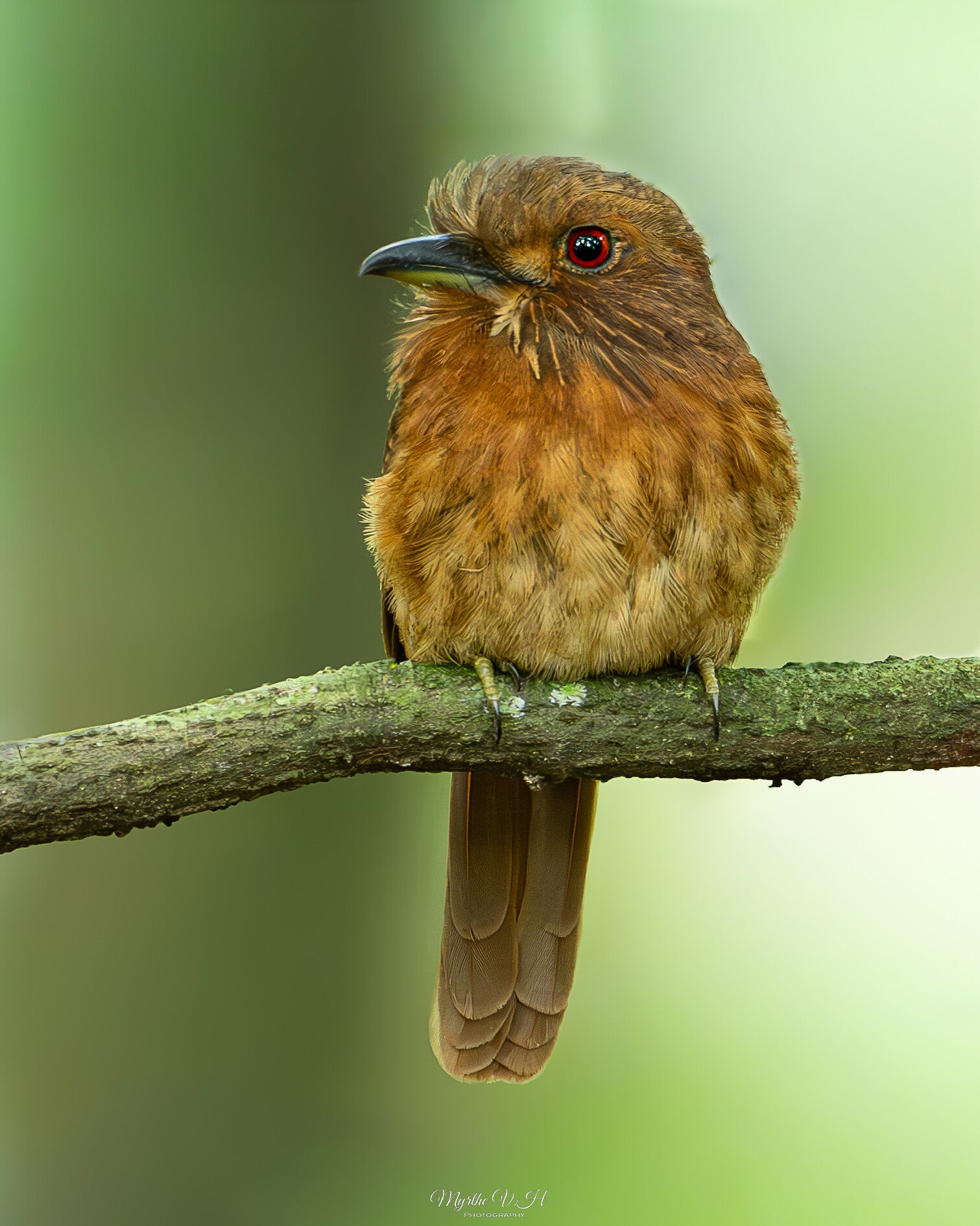 White-whiskered puffbird - witsnorbaardkoekoek