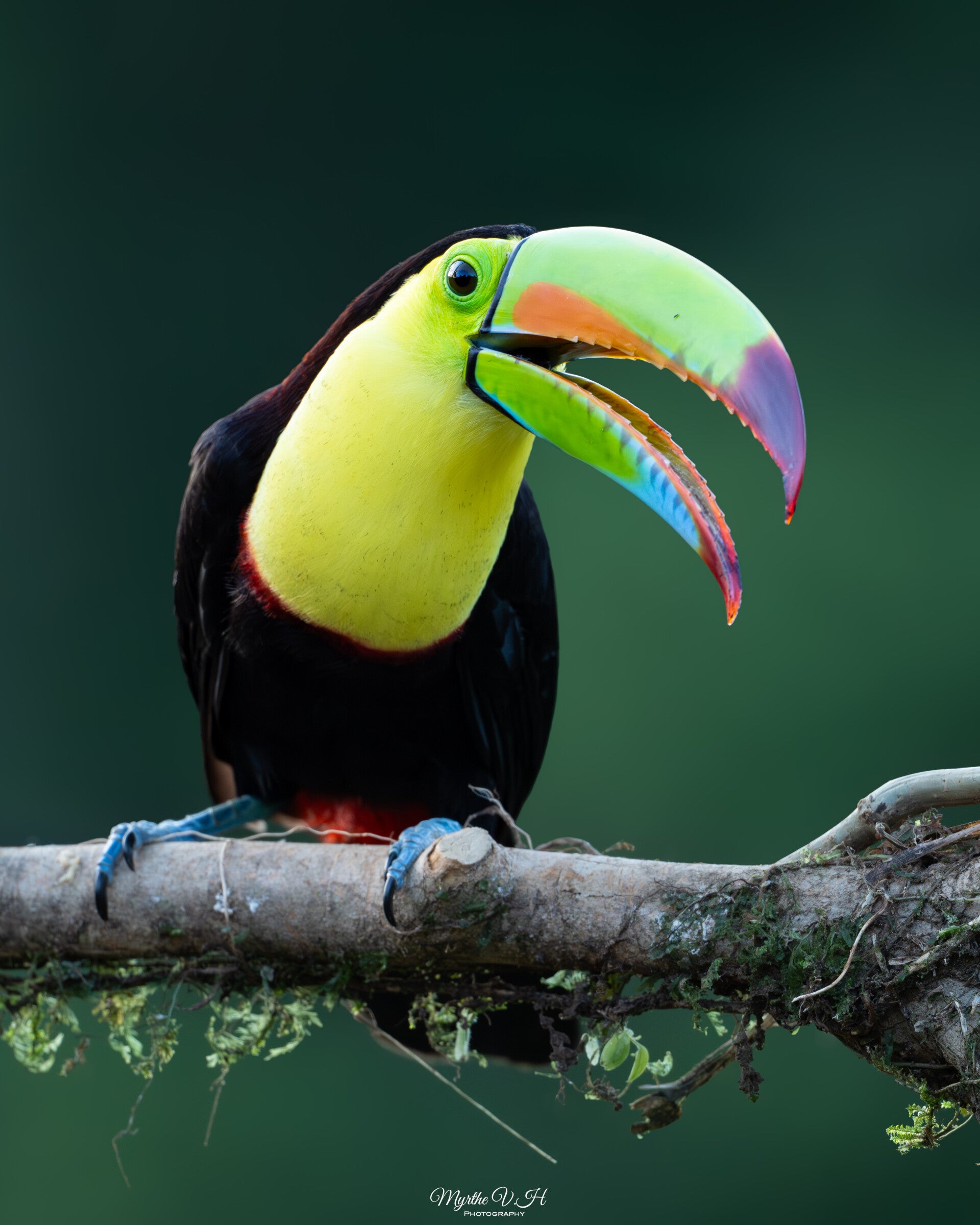 Keel-billed toucan - zwavelborsttoekan