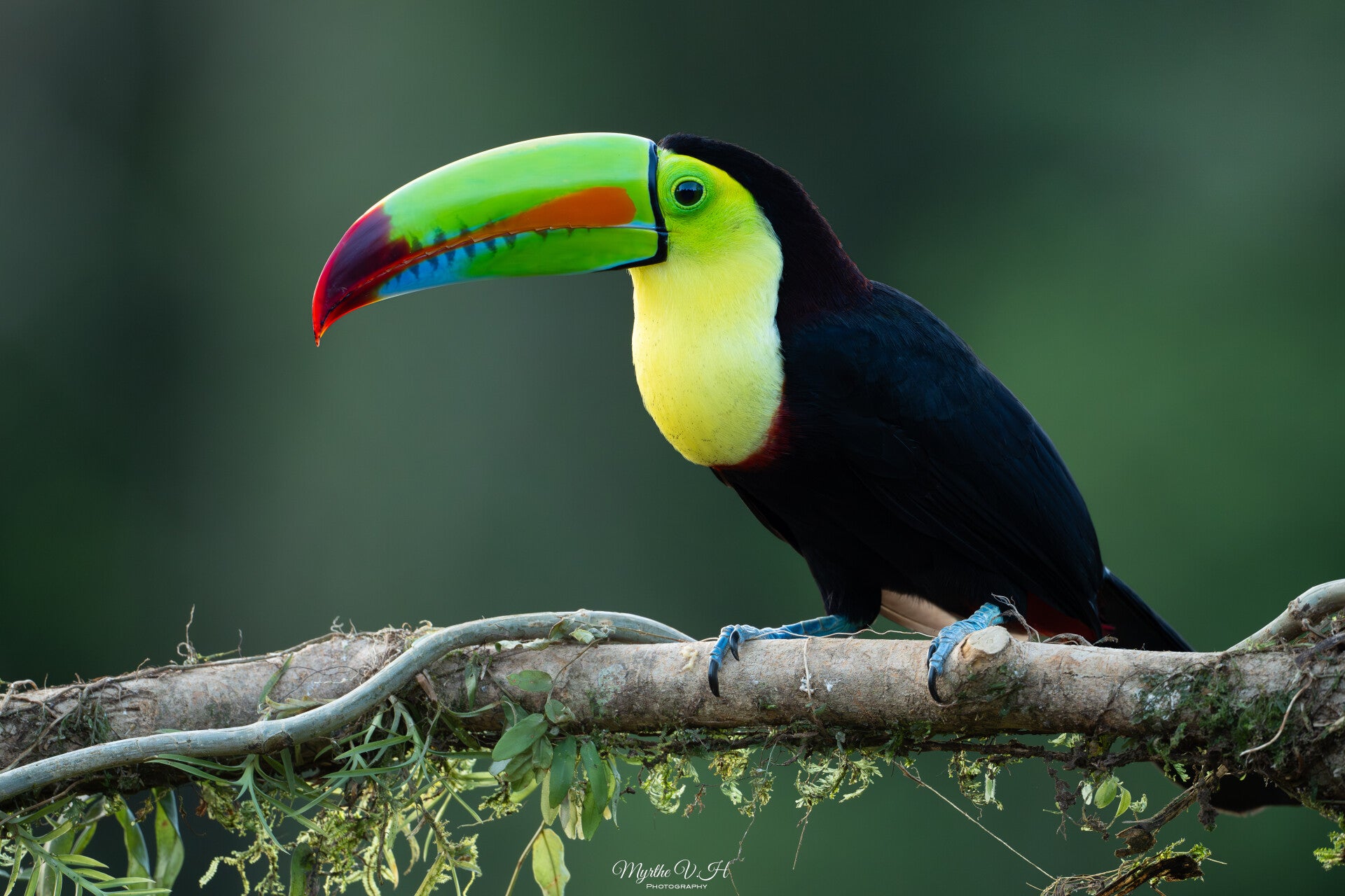 Keel-billed toucan - zwavelborsttoekan