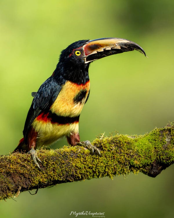 Collared aracari -  halsbandarassari