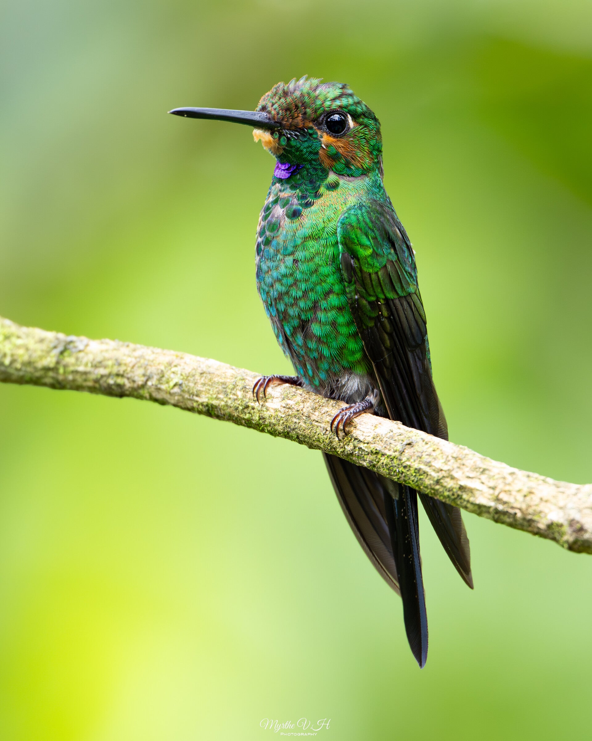 Green crowned brilliant - groenkruinbriljantkolibrie