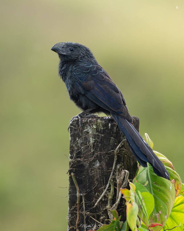 Groove-billed ani - groefsnavelani