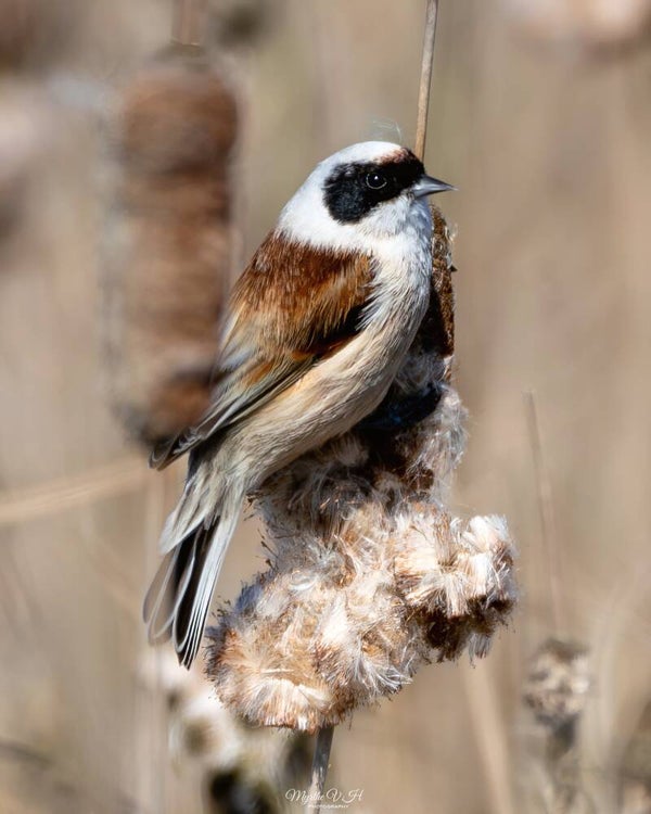 Penduline tit - buidelmees