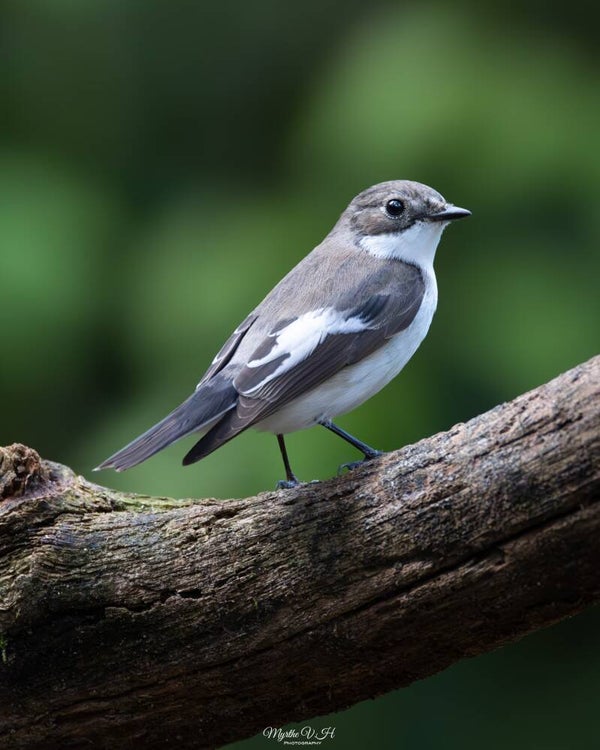 Pied flycatcher - bonte vliegenvanger