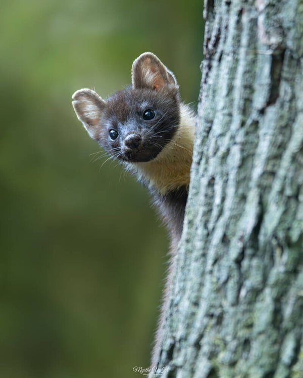 Pine marten - boommarter