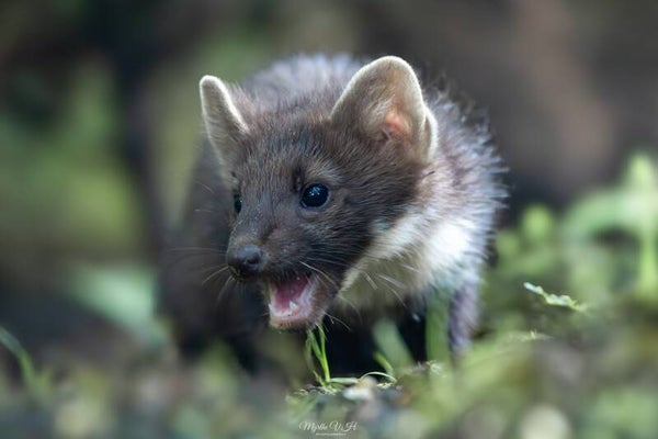 Pine marten - boommarter
