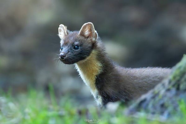 Pine marten - boommarter