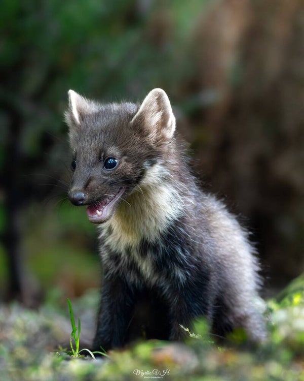 Pine marten - boommarter