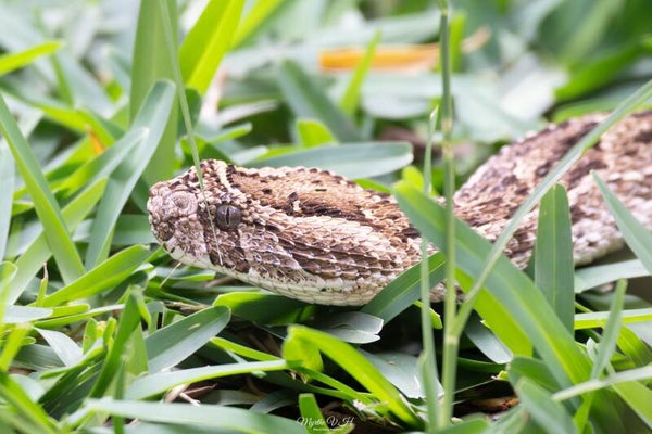 Puff adder - gewone pofadder