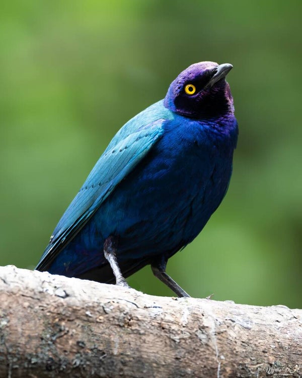 Purple starling - purperglansspreeuw